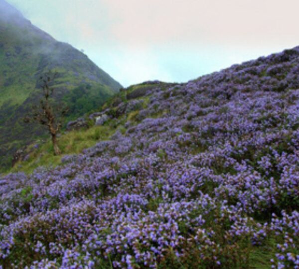 ROYAL MIST