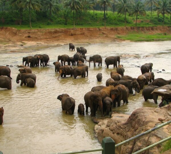 SANYOG GUPTA VOYAGES (SG VOYAGES)