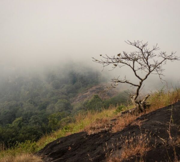 DHANAGIRI HOME STAY