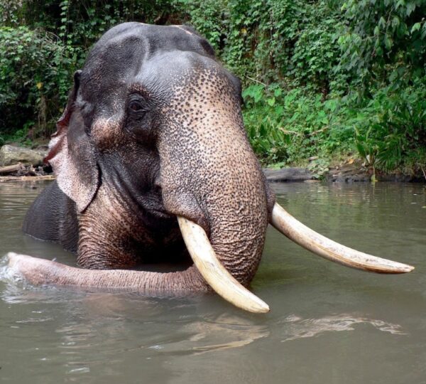 SANYOG GUPTA VOYAGES (SG VOYAGES)