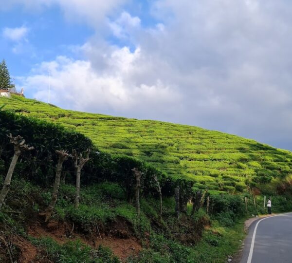 MUNNAR HOLIDAYS