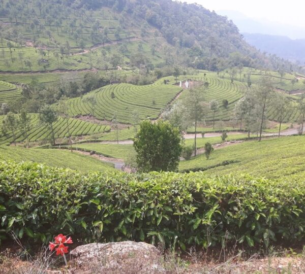 ROSEGARDENS HOMESTAY