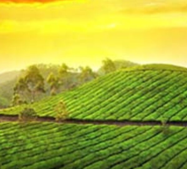 VACATION KERALA