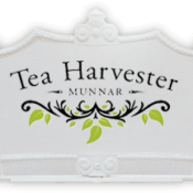 TEA HARVESTER